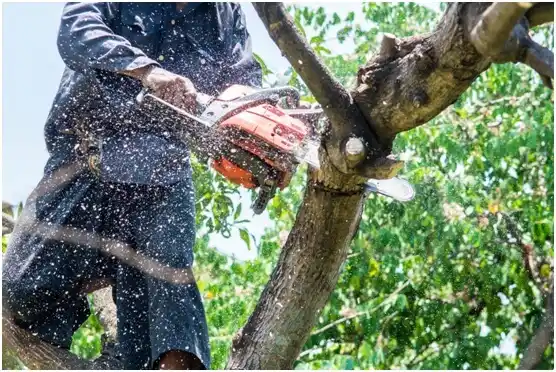 tree services Lyndonville